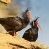 Ibis skalni - Geronticus eremita - Waldrapp - Bald Ibis 5868